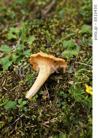 Chantarelle 8810430