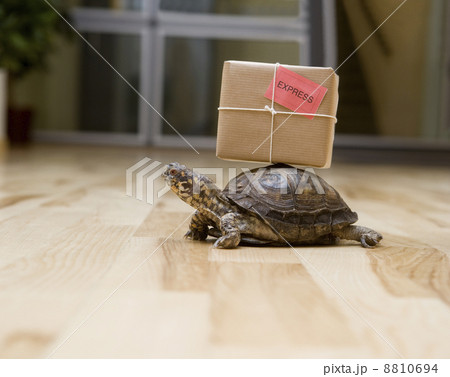 Delivery Turtle Delivery Turtle 8810694