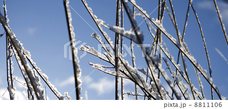 Branches with snow 8811106