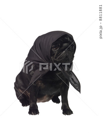 Pug with a scarf on the head Pug with a scarf on the head 8811881