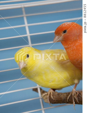 Pet Birds Pet Birds 8812455
