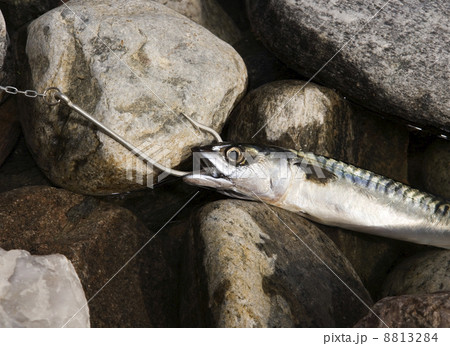 Hooked Fish Hooked Fish 8813284