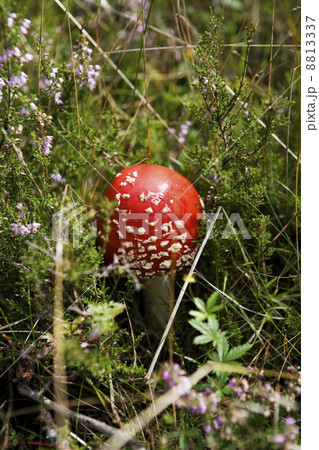Fly Agaric 8813337
