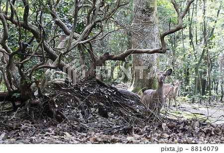 春日大社裏参道 春日大社裏参道 8814079