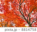 紅葉 8814758