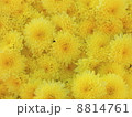 黄色い花 8814761