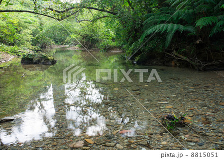 やんばるの清流 比地川 やんばるの清流 比地川 8815051