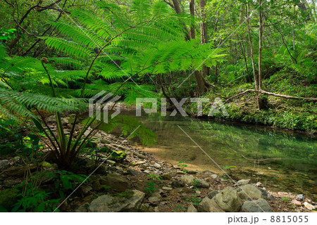 やんばるの清流（比地川） 8815055