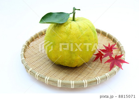 獅子柚子 獅子柚子 8815071