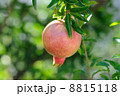 ざくろ 8815118