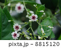 へくそかずら 8815120