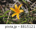 ノカンゾウ 8815121