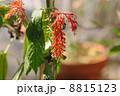 インソジャボク 8815123