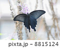 クロアゲハ 8815124