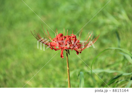 花 ひがん花 秋 花 ひがん花 秋 8815164