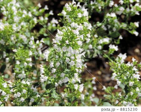 カラミンサ/八王子 カラミンサ/八王子 8815230