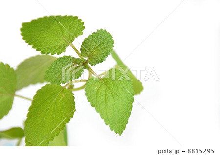 レモンバーム 8815295