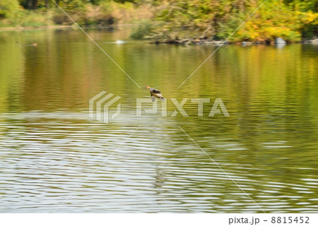 三島池とカモ 三島池とカモ 8815452