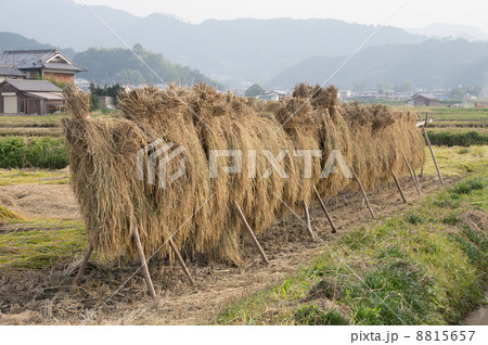 はさがけ 8815657