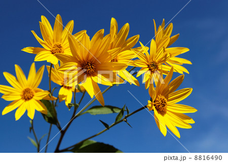 Yellow topinambur flowers (daisy family) against blue sky 8816490