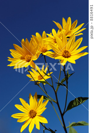 Yellow topinambur flowers (daisy family) against blue sky Yellow topinambur flowers (daisy family) against blue sky 8816491
