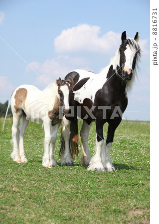 Nice irish cob mare with foal 8816731