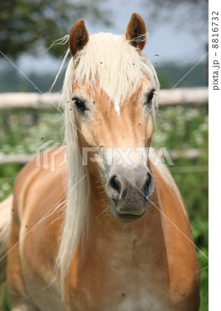 Portrait of chestnut haflinger on pasturage 8816732