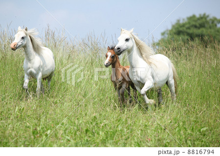 Welsh ponnies running Welsh ponnies running 8816794
