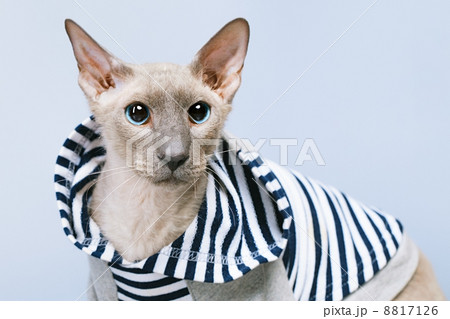 Peterbald Cat in Hoody Peterbald Cat in Hoody 8817126