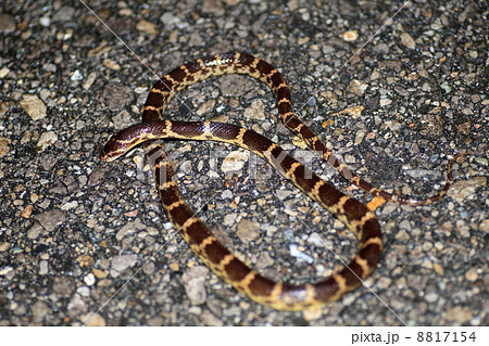 サキシママダラ 8817154