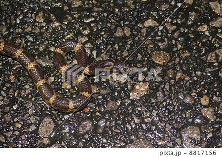 サキシママダラ 8817156