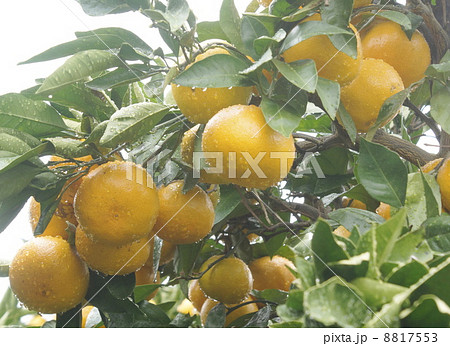 みかん　０２ 8817553