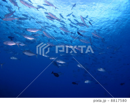 魚群に圧倒☆ 魚群に圧倒☆ 8817580