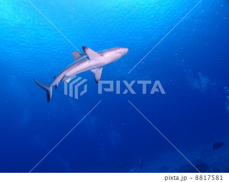 サメだっ!! サメだっ!! 8817581