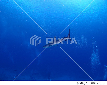 サメだっ！！ 8817582