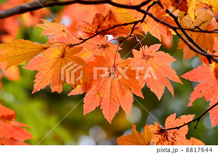 ハウチワカエデの紅葉 ハウチワカエデの紅葉 8817644