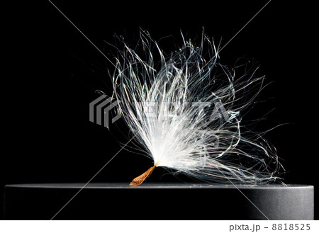 Macro of big fluffy seed Macro of big fluffy seed 8818525