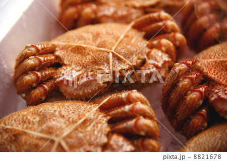 毛蟹 農林水産　水産　漁業　海　港　海産物　食材 8821678