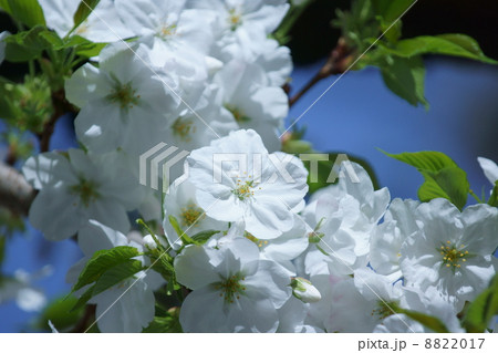 大島桜 白い花の桜です の写真素材 017