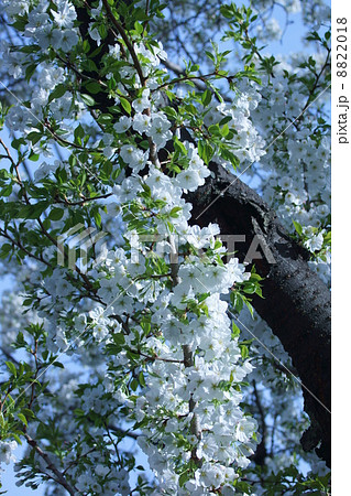 大島桜 白い花の桜です の写真素材 018