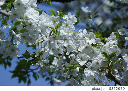 大島桜 白い花の桜です の写真素材 0