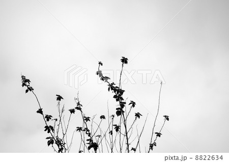 Grasses in black and white 8822634