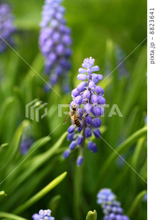 Grape hyacinth with bee in spring Grape hyacinth with bee in spring 8823641