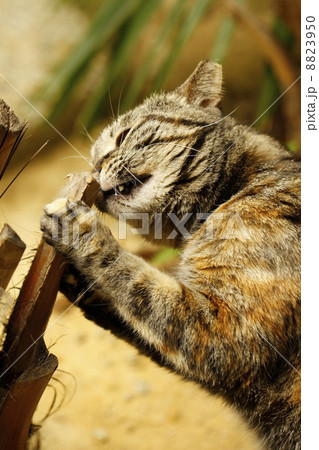 Cat biting the tree Cat biting the tree 8823950