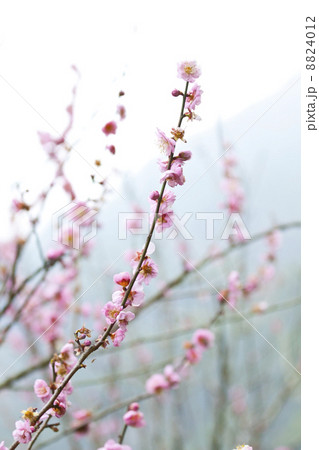 Plum blossoms in spring 8824012