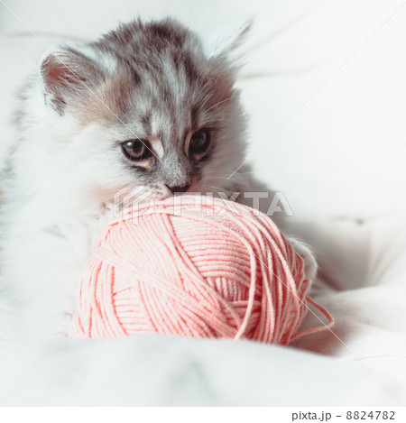 grey kitten grey kitten 8824782