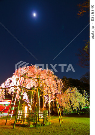 月と夜桜 8826340