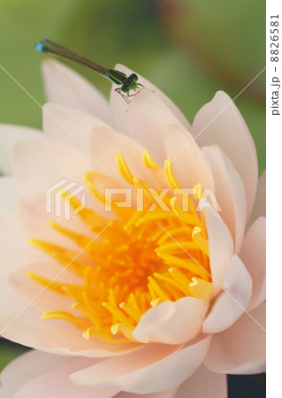 鮮やかに咲く桃色の睡蓮の花とアオモンイトトンボ 鮮やかに咲く桃色の睡蓮の花とアオモンイトトンボ 8826581