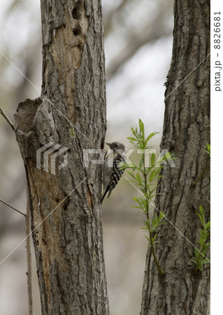 コゲラ コゲラ 8826681