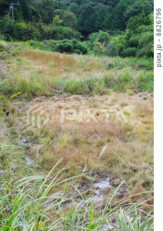 イノシシのぬた場と化した休耕田 イノシシのぬた場と化した休耕田 8826796